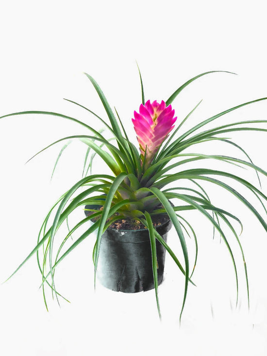 Bromeliad Quesnelia Plant or Quesnelia Testudo with Green coloured leaves and Pink coloured flower 