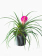 Bromeliad Quesnelia Plant or Quesnelia Testudo with Green coloured leaves and Pink coloured flower 