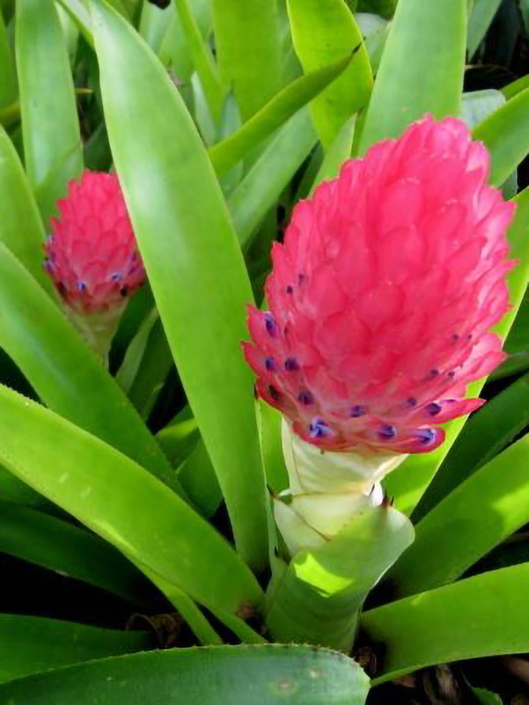 Bromeliad Quesnelia