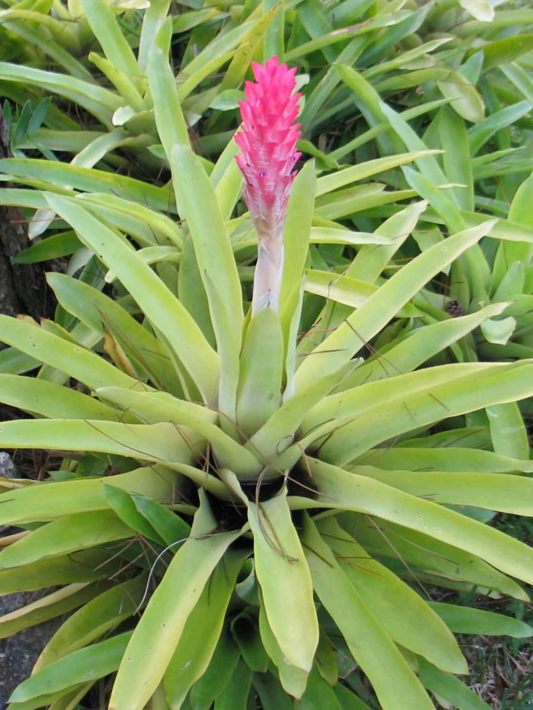 Bromeliad Quesnelia