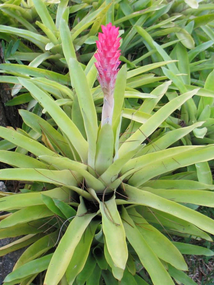 Bromeliad Varieties