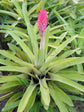 Bromeliad Quesnelia