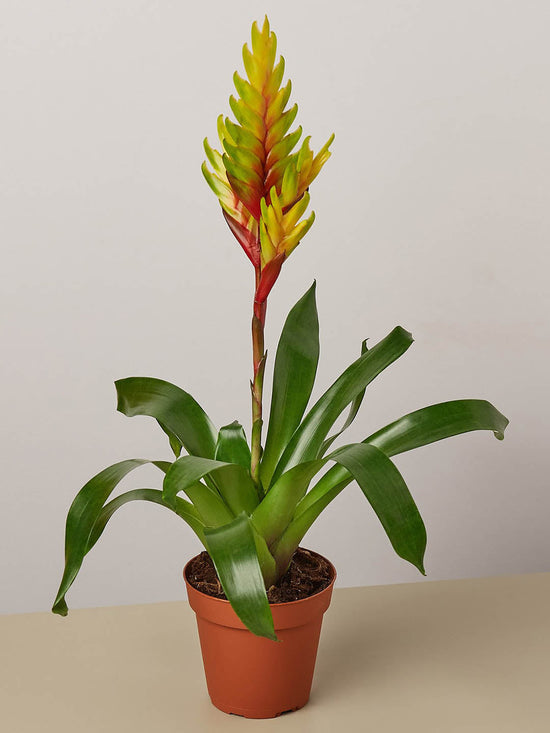 Bromeliad Vriesea Plant or Flaming Sword, Vriesea splendens with Green coloured leaves and Red and Yellow coloured flower 