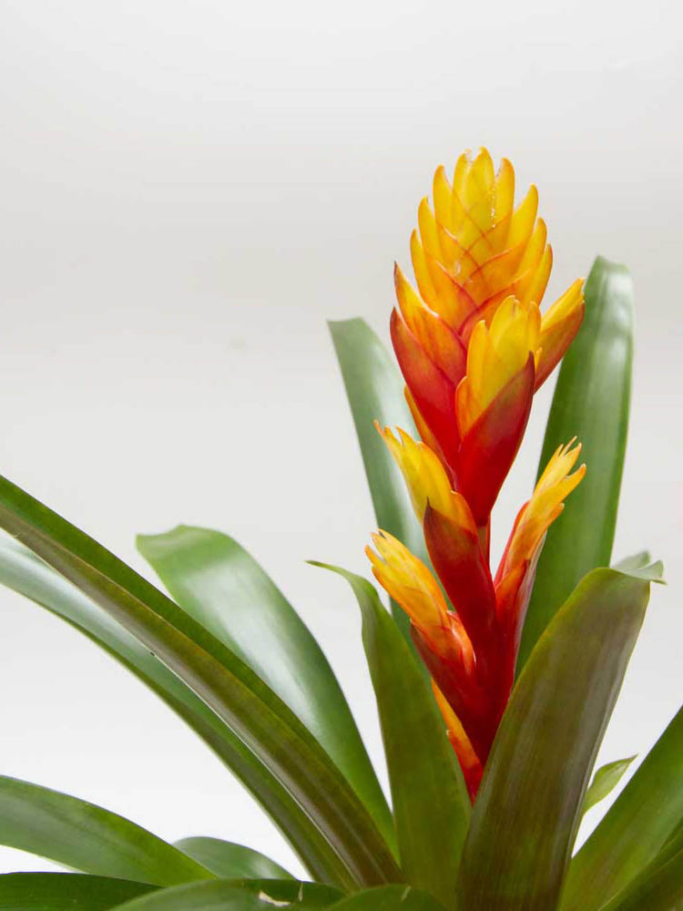 Bromeliad Vriesea