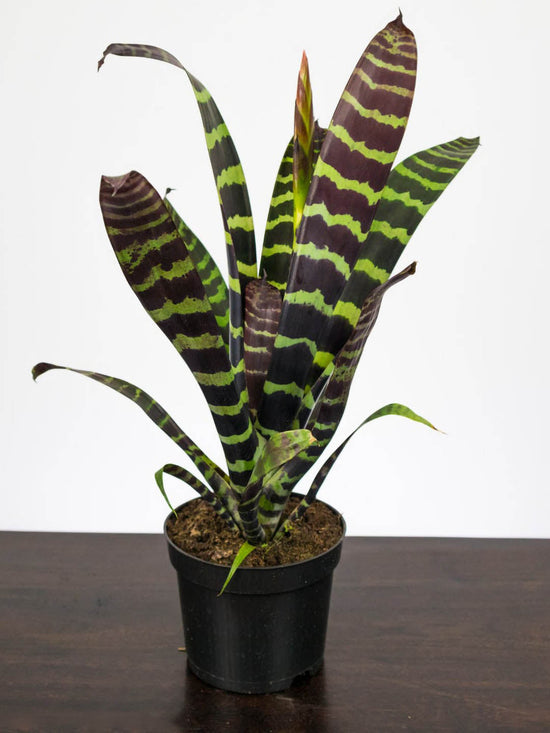 Bromeliad Zebrina Plant or Aechmea Zebrina with Brownish Green and Frost Green coloured leaves and Orange, Yellow coloured flower 