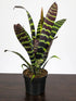 Bromeliad Zebrina Plant or Aechmea Zebrina with Brownish Green and Frost Green coloured leaves and Orange, Yellow coloured flower 