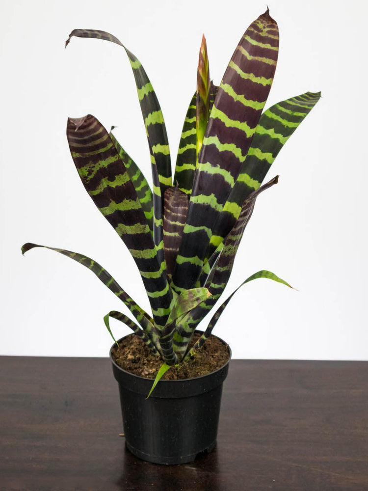 Bromeliad Zebrina Plant or Aechmea Zebrina with Brownish Green and Frost Green coloured leaves and Orange, Yellow coloured flower 
