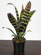 Bromeliad Zebrina Plant or Aechmea Zebrina with Brownish Green and Frost Green coloured leaves and Orange, Yellow coloured flower 