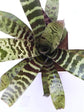 Bromeliad Zebrina
