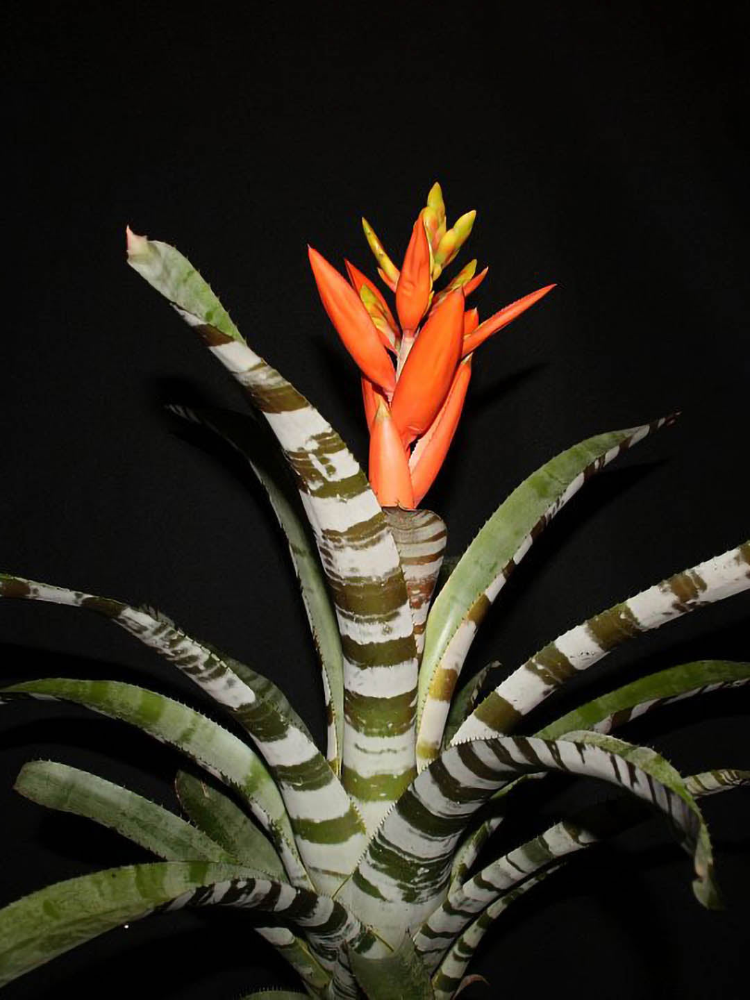 Bromeliad Zebrina