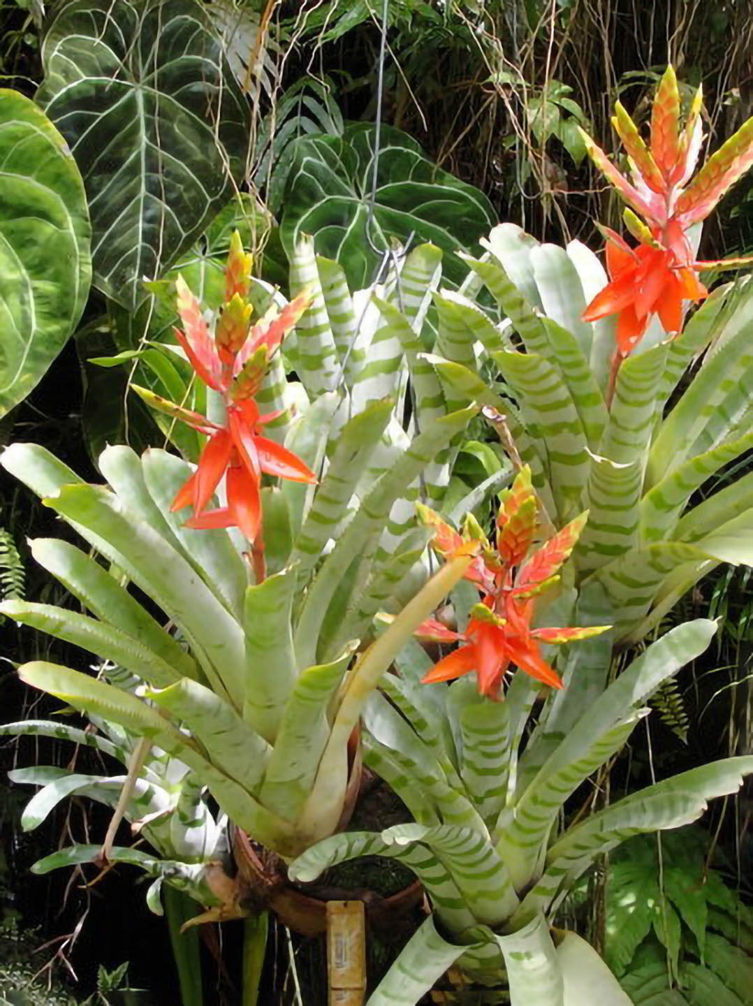 Bromeliad Zebrina