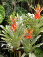 Bromeliad Zebrina