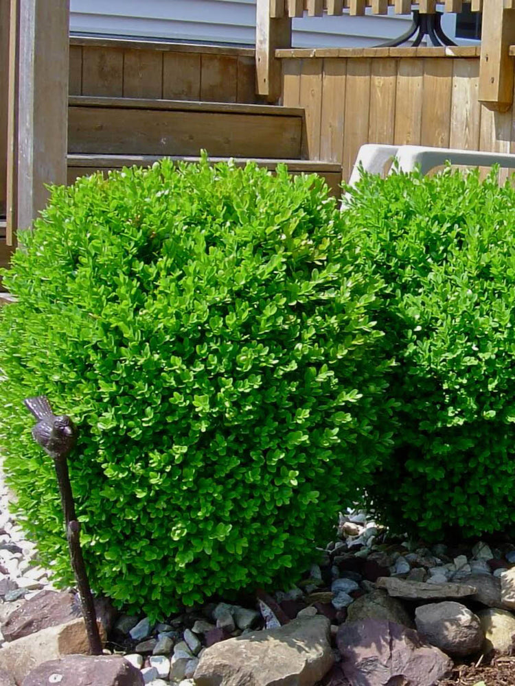 Buxus Microphylla Japonica Plant or Boxwood Buxus with Dark Green coloured leaves and Greenish Yellow coloured flower 