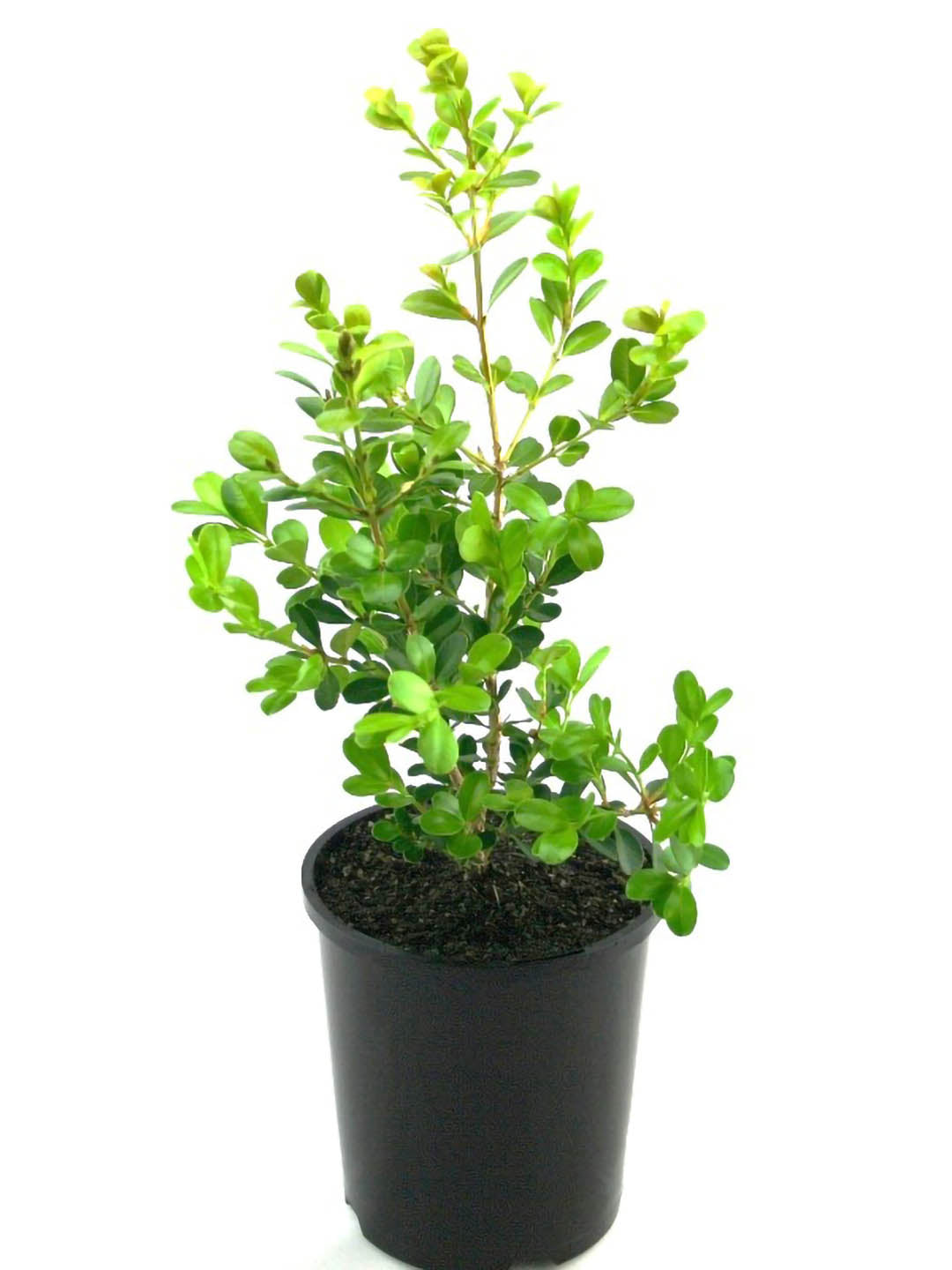 Buxus Microphylla Japonica