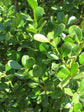 Buxus Microphylla Japonica