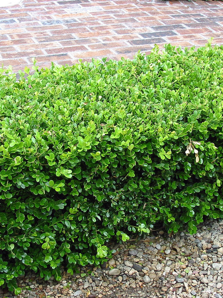 Buxus Microphylla Japonica