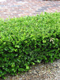 Buxus Microphylla Japonica
