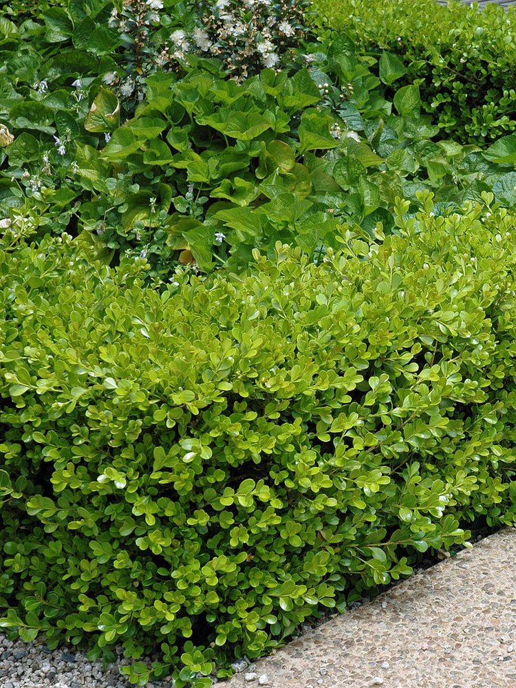Buxus Microphylla Japonica