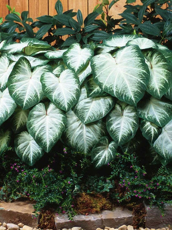 Caladium Aaron Plant or Elephant Ear, Heart of Jesus,Angel wings with White Veins on Green coloured leaves