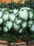 Caladium Aaron Plant or Elephant Ear, Heart of Jesus,Angel wings with White Veins on Green coloured leaves