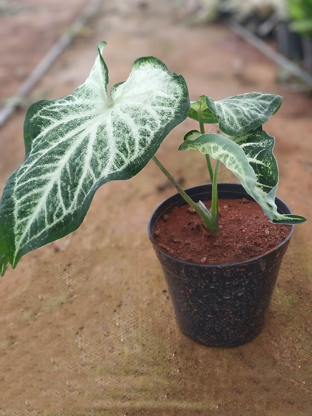 Caladium Aaron