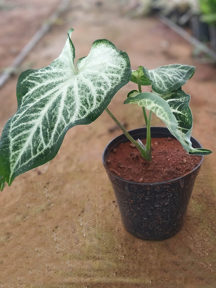 Caladium Aaron