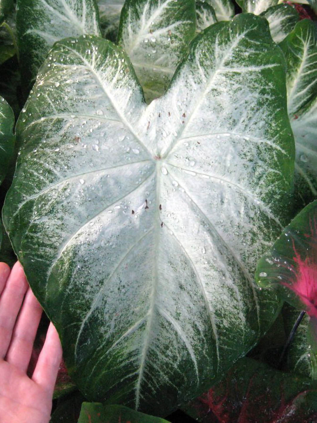Caladium Aaron
