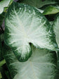 Caladium Aaron
