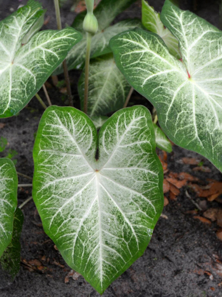 Caladium Aaron