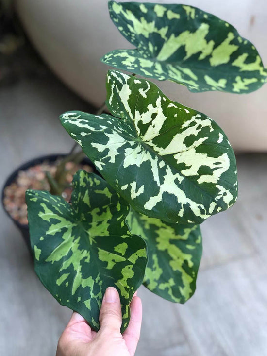 Caladium Hilo Beauty Plant or Hilo Beauty with Green with White spots coloured leaves