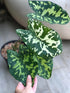 Caladium Hilo Beauty Plant or Hilo Beauty with Green with White spots coloured leaves