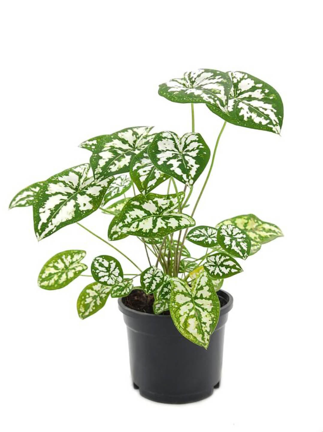 Caladium Humboldtii Mini White 
