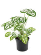 Caladium Humboldtii Mini White 