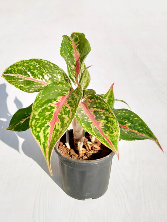Aglaonema Butterfly Manis Plant or Chinese Evergreen with Pink and White Veins on Green coloured leaves