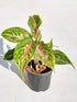 Aglaonema Butterfly Manis Plant or Chinese Evergreen with Pink and White Veins on Green coloured leaves