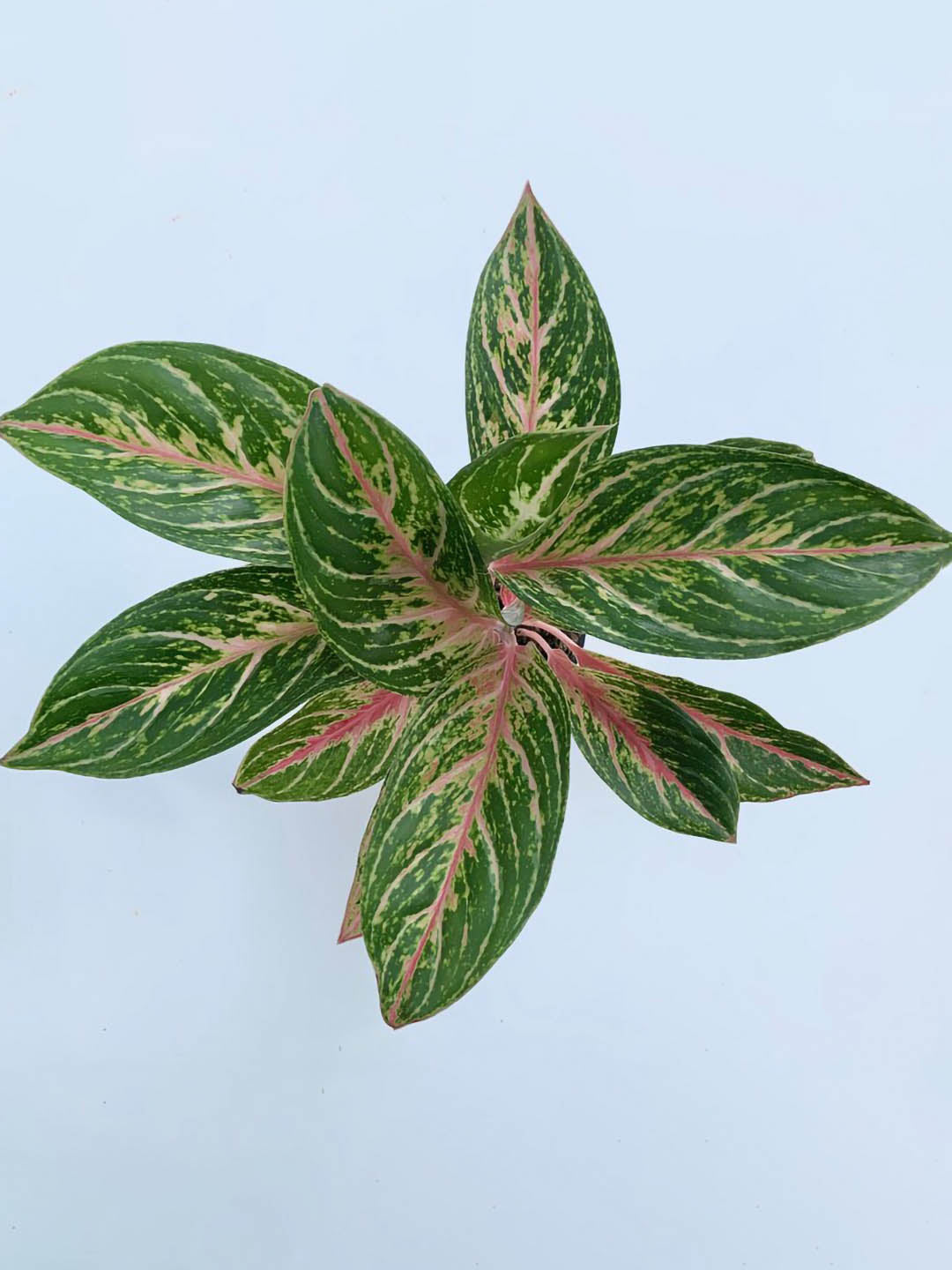 aglaonema butterfly manis Butterfly Manis Aglaonema Plant – Potclay
