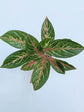 Aglaonema Butterfly Manis