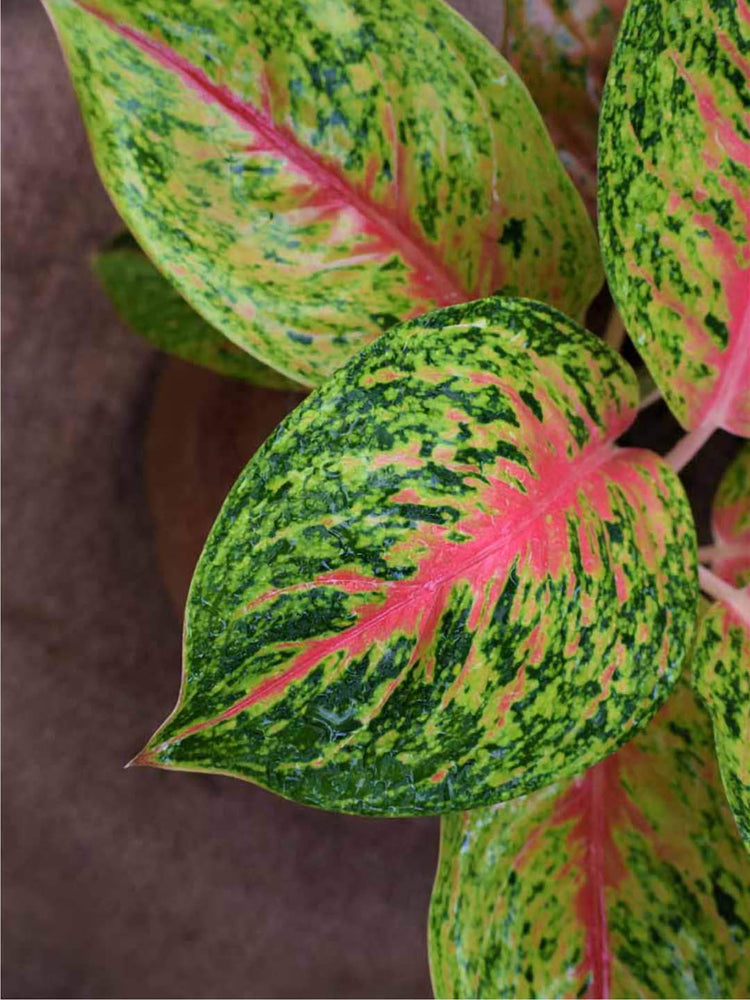 Aglaonema Butterfly Manis