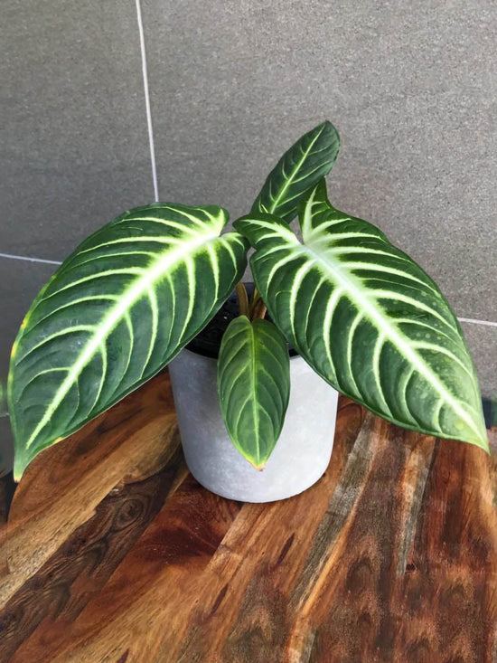 Caladium Lindenii Plant or Xanthosoma Lindenii with Green, White coloured leaves