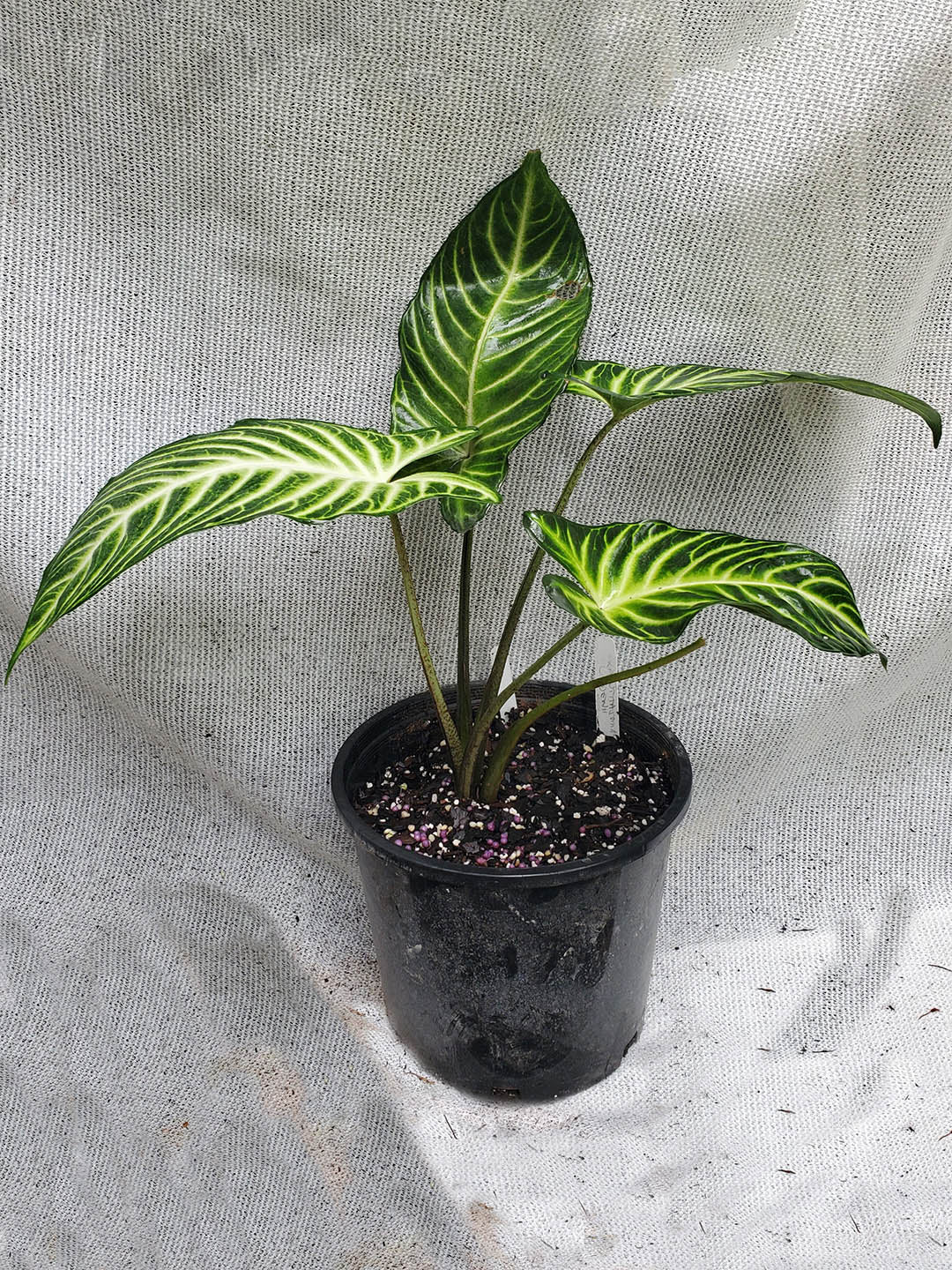 Caladium Lindenii