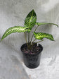 Caladium Lindenii