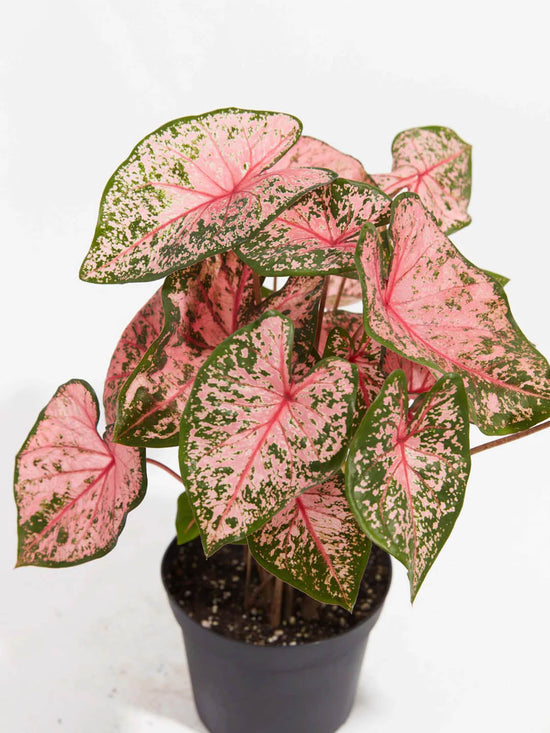 Caladium Pink Beauty Plant or Elephant Ear, Heart of Jesus,Angel wings with Pink Splashes on Green coloured leaves