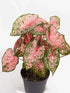 Caladium Pink Beauty Plant or Elephant Ear, Heart of Jesus,Angel wings with Pink Splashes on Green coloured leaves