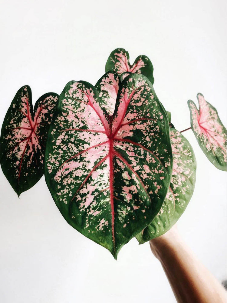 Caladium Pink Beauty