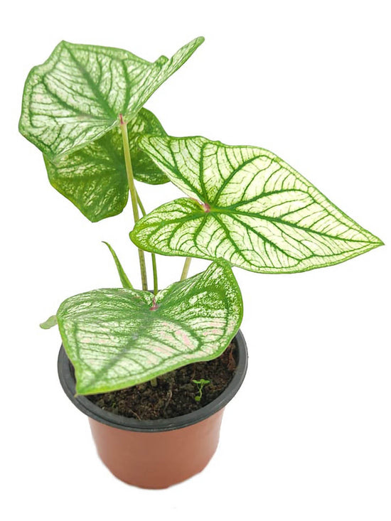 Caladium Thai White Keladi Plant or Caladium Thai Beauty White with Green, White coloured leaves