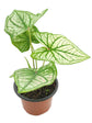 Caladium Thai White Keladi Plant or Caladium Thai Beauty White with Green, White coloured leaves