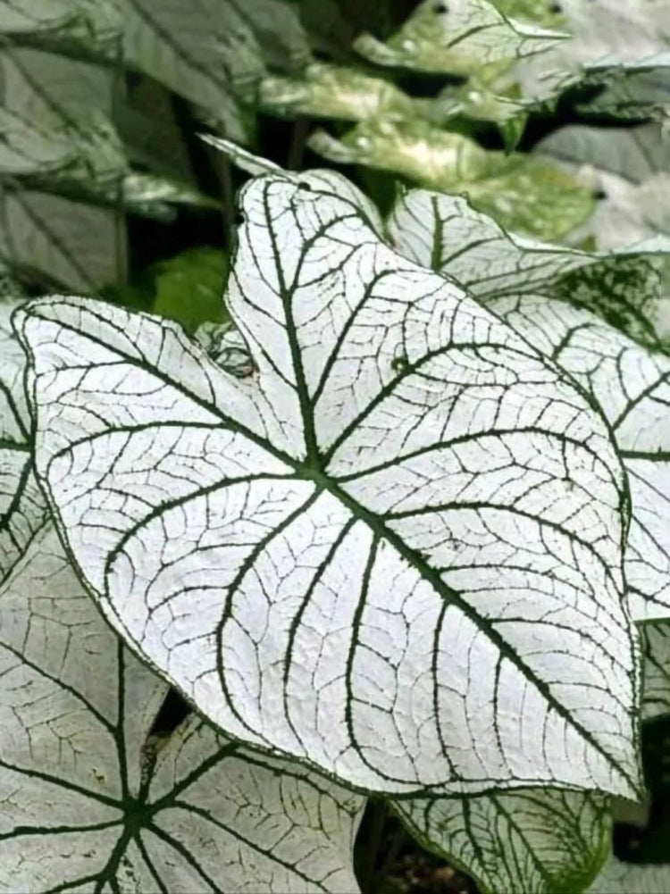Caladium Thai White Keladi
