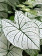 Caladium Thai White Keladi