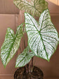 Caladium Thai White Keladi