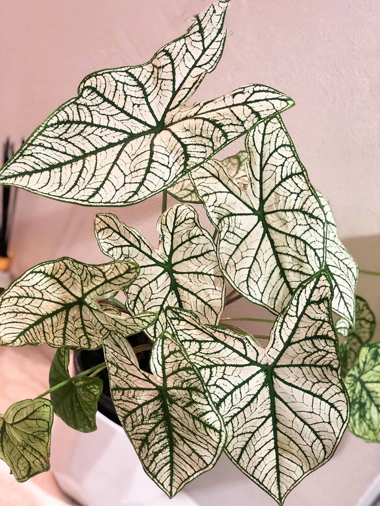 Caladium Thai White Keladi